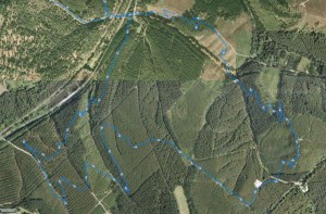 Cannock Chase Monkey Trail